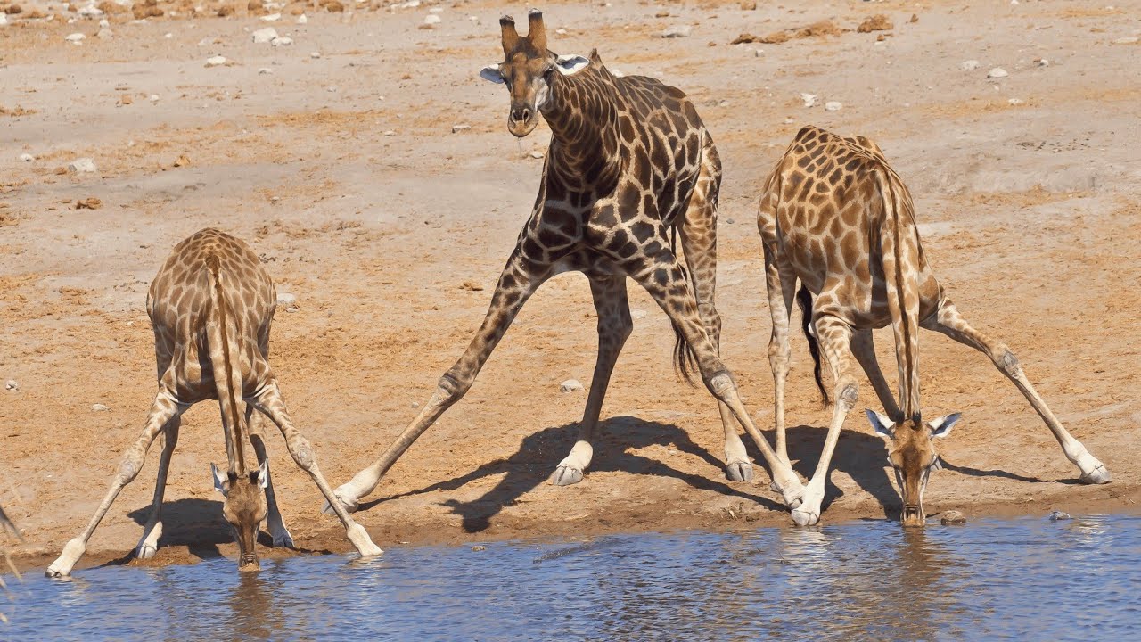 Facts About Giraffes | How do Giraffes Survive in The Wild?