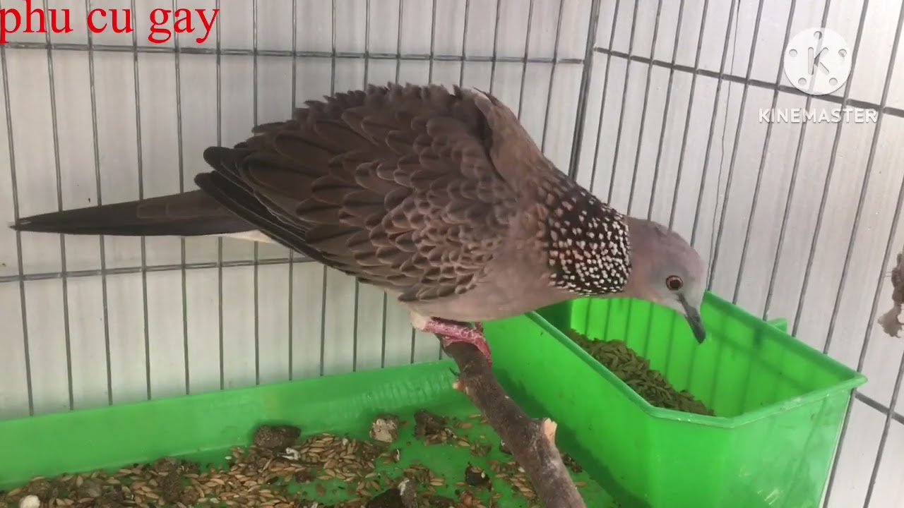 ghép đẻ cu gáy thành công