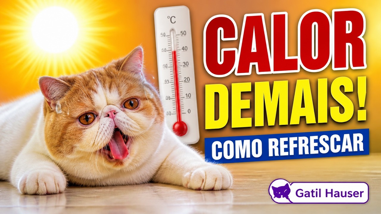 Como cuidar do GATO no VERÃO para ele sentir MENOS CALOR . - Gatil Hauser