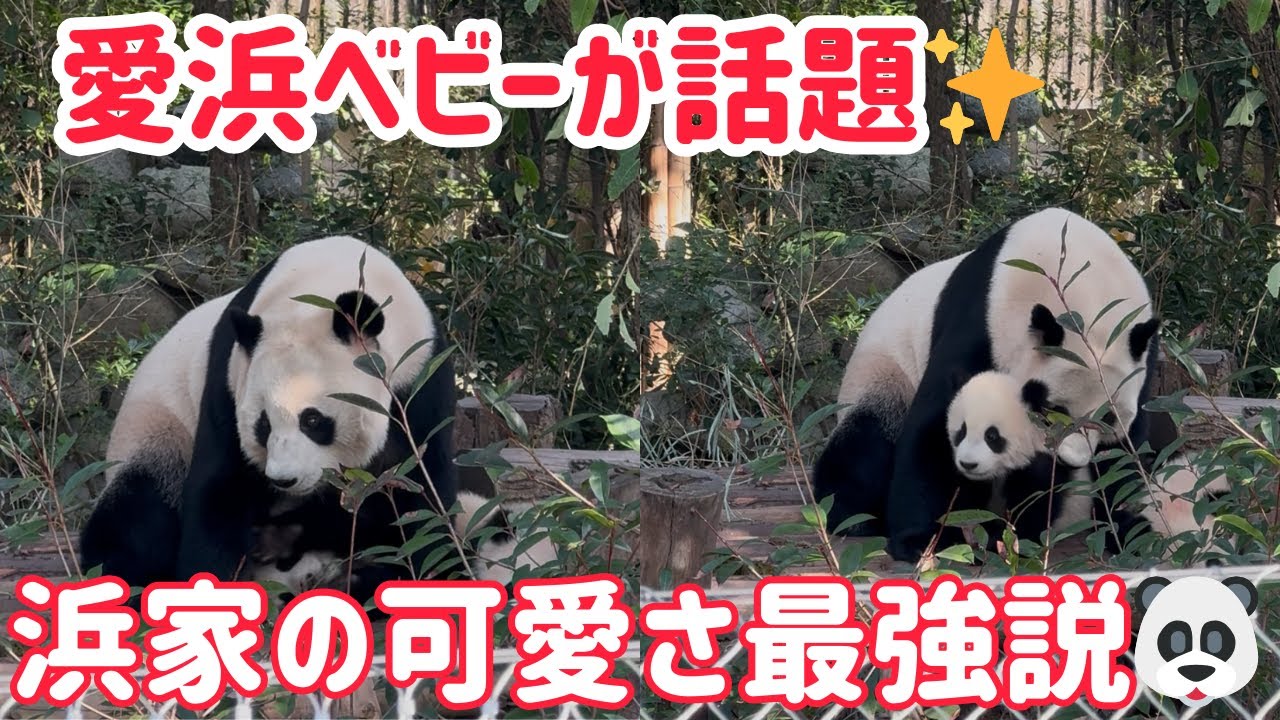 白浜生まれの愛浜🐼 &ldquo;浜家の最強ベビー&rdquo;が今年いちばん可愛いと話題に✨