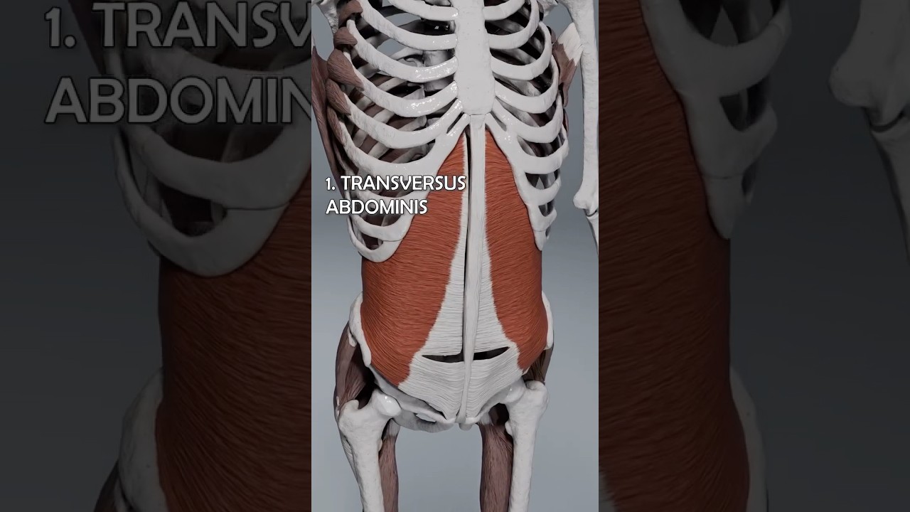 Abdominal Muscle Anatomy | Quick Overview