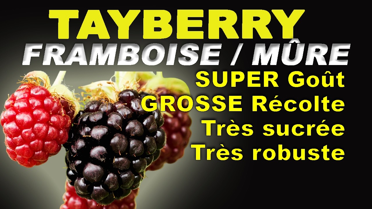 Framboisier - Mûrier Tayberry : l'excellence, récolte incroyable de fruits super facile (avril-mai)