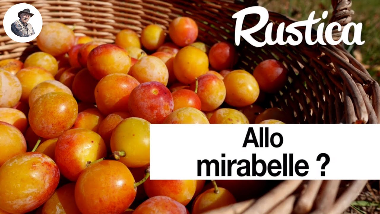 La récolte des mirabelles