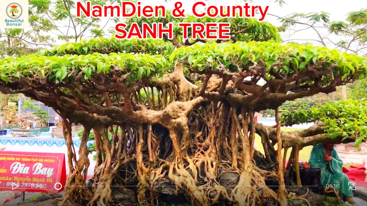 Compare the beauty of the two works Sanh Nam Dien and Sanh Que