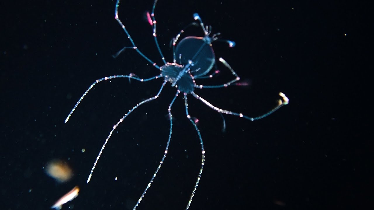 Blackwater Dive with Aquatic Life Divers - Kona, Hawaii - March 13, 2020