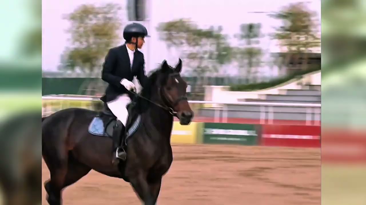 NHÀ VÔ ĐỊCH BẢNG CHUYÊN NGHIỆP (SHOW JUMPING) VINPEARL EQUESTRIAN CUP 2025 - HOÀNG VĂN LIÊM