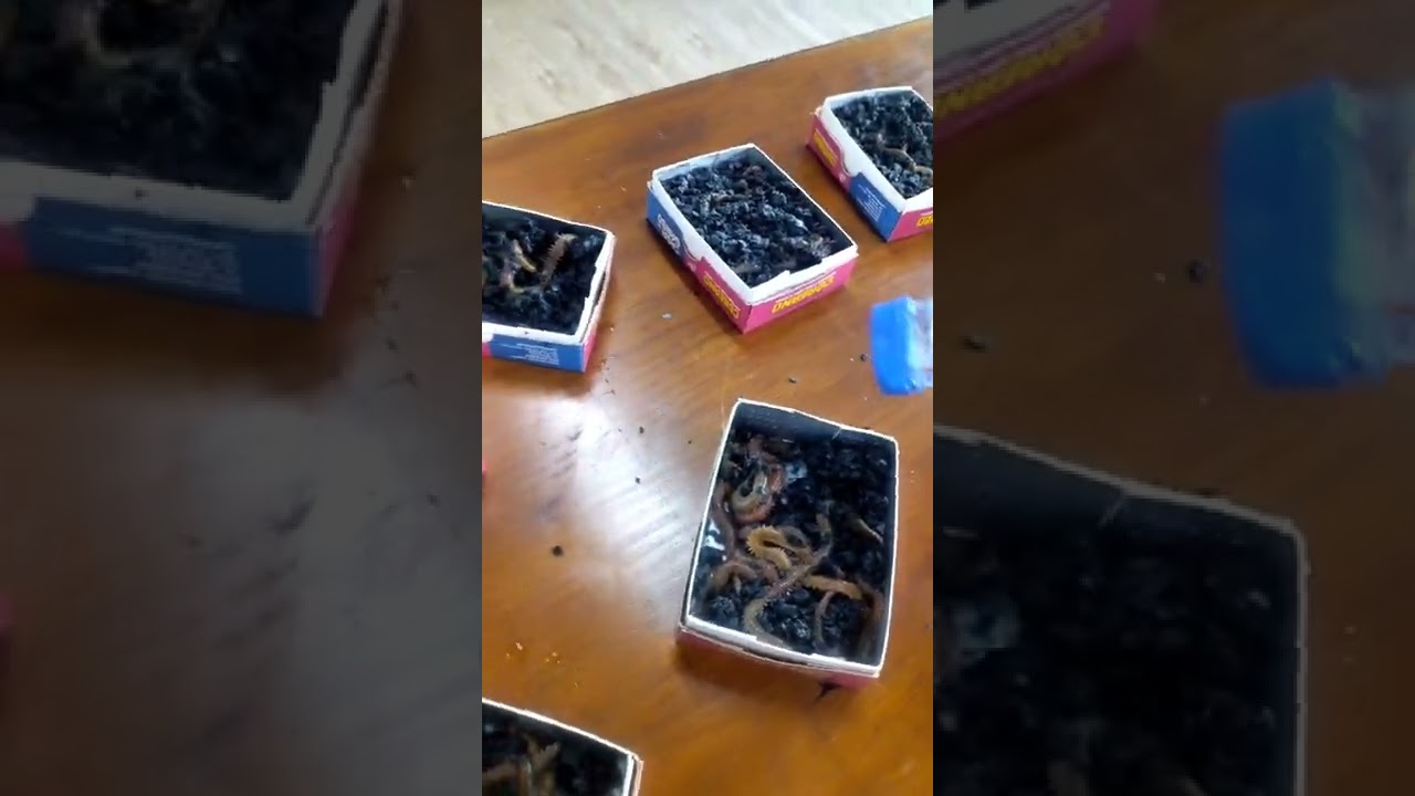 Manutenção da minhoca coreana 15 dias nas perfeitas condições