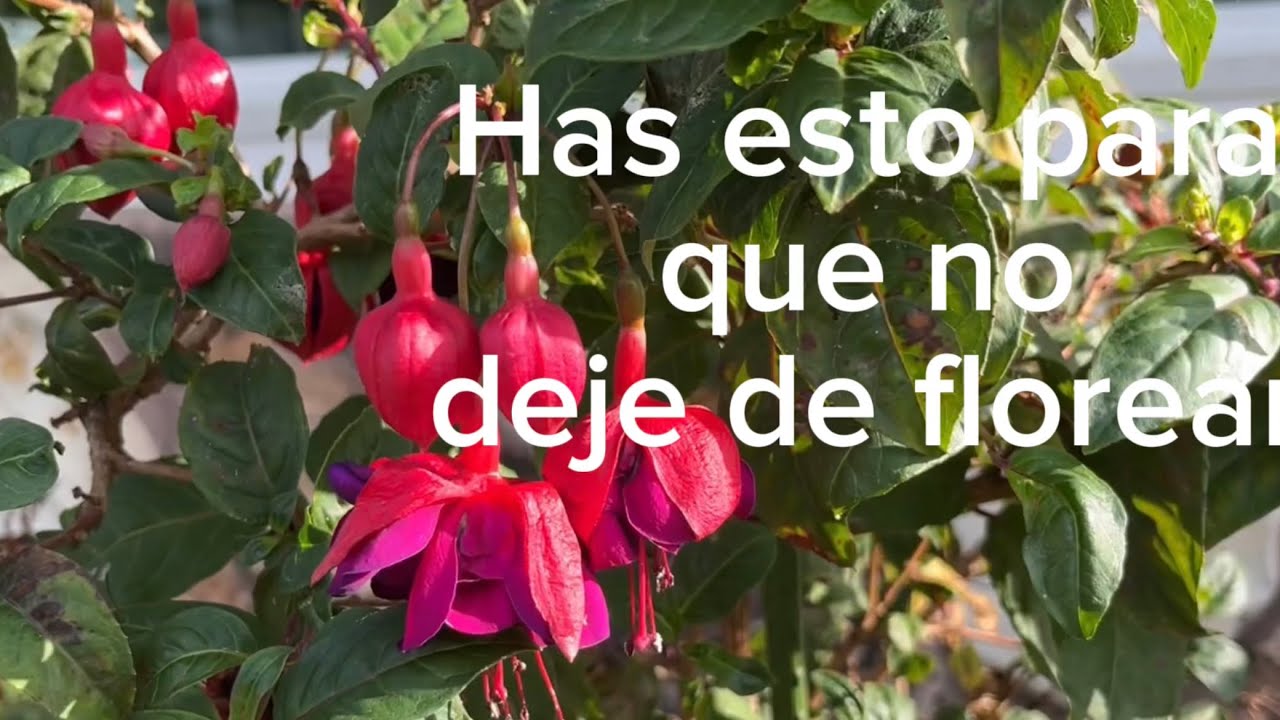 Cuidados de la planta fuchsia y c&oacute;mo se reproduce.