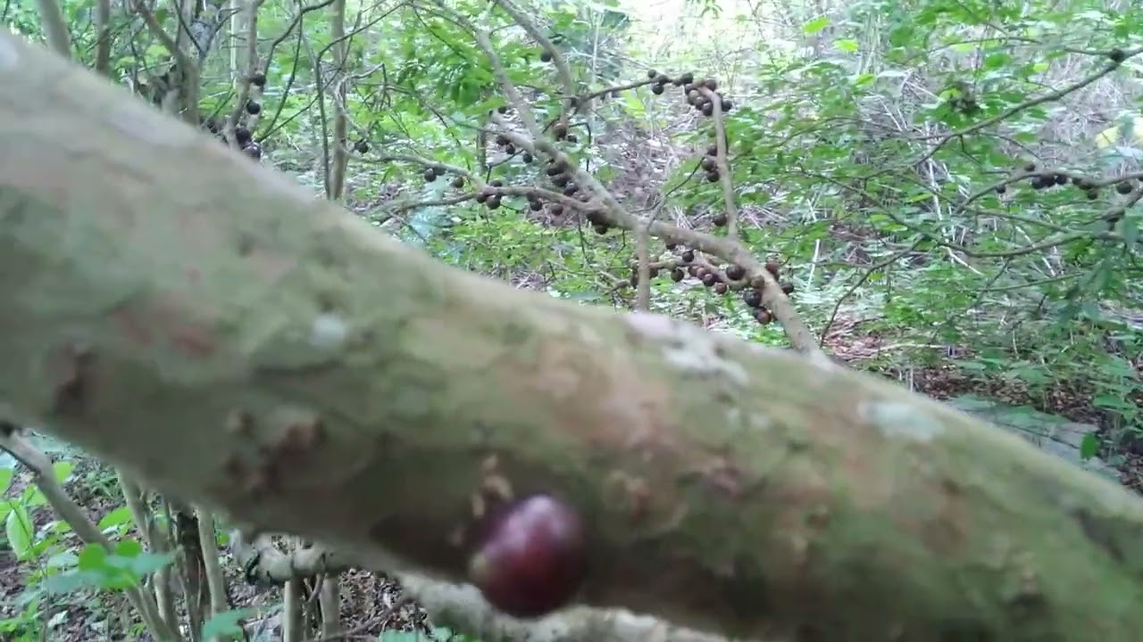 Tirando jabuticaba/ como bom mora no sítio. 