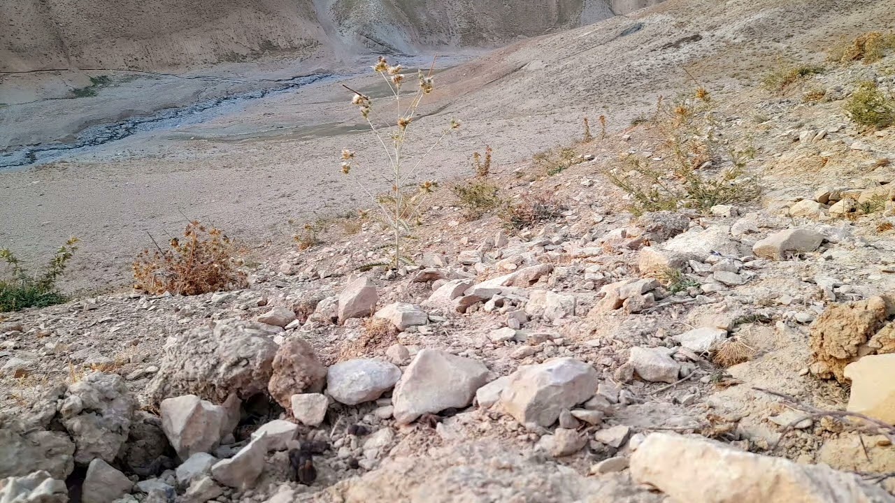 تا بحال در یک شکار چند دانه گرفتی ۱۵ دانه
