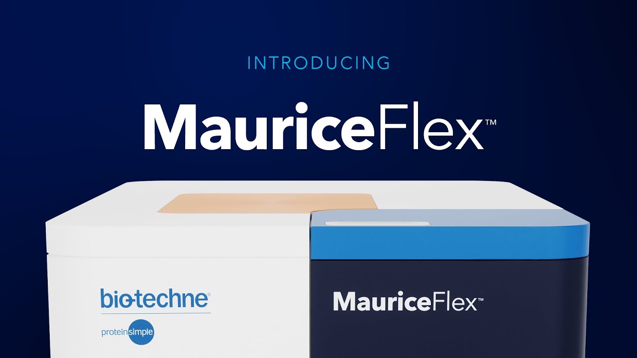 MauriceFlex: icIEF, CE-SDS, and icIEF Fractionation