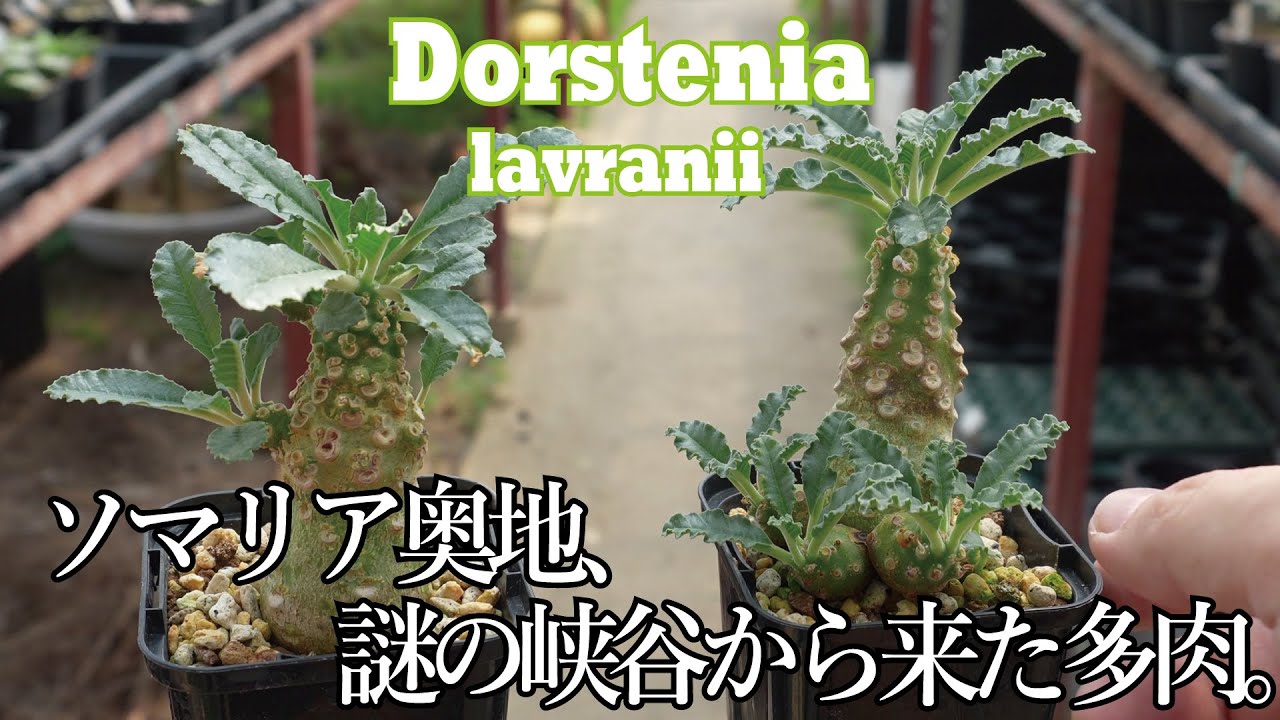 Dorstenia lavranii ドルステニアラブラニーの品種紹介！謎の峡谷からやってきた、ミニチュアヤシのようなドルステニアを紹介します！