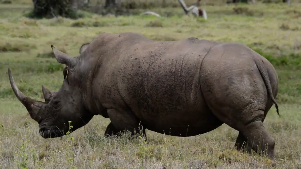Southern White Rhino 