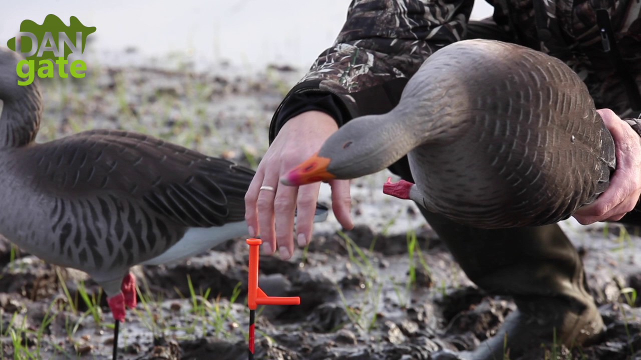 GHG Greylag Goose