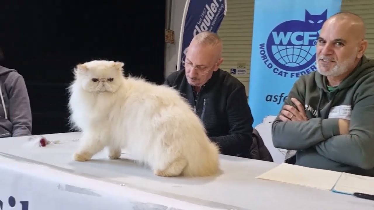 Reportaje de exposición felina en Barcelona 23-24.04.2022