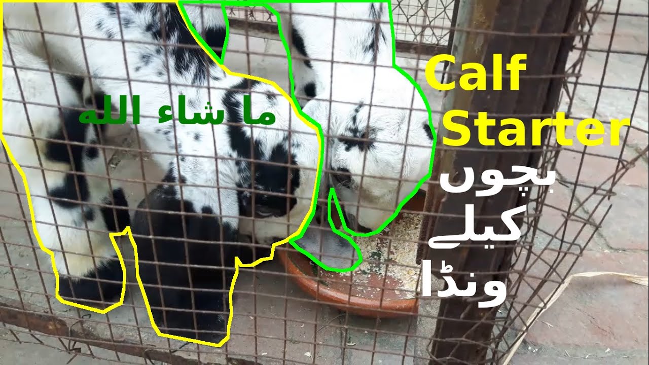 Calf starter | Bakri kay bachon ka wanda | بچوں کیلے ونڈا || Rooftop Goat Farming
