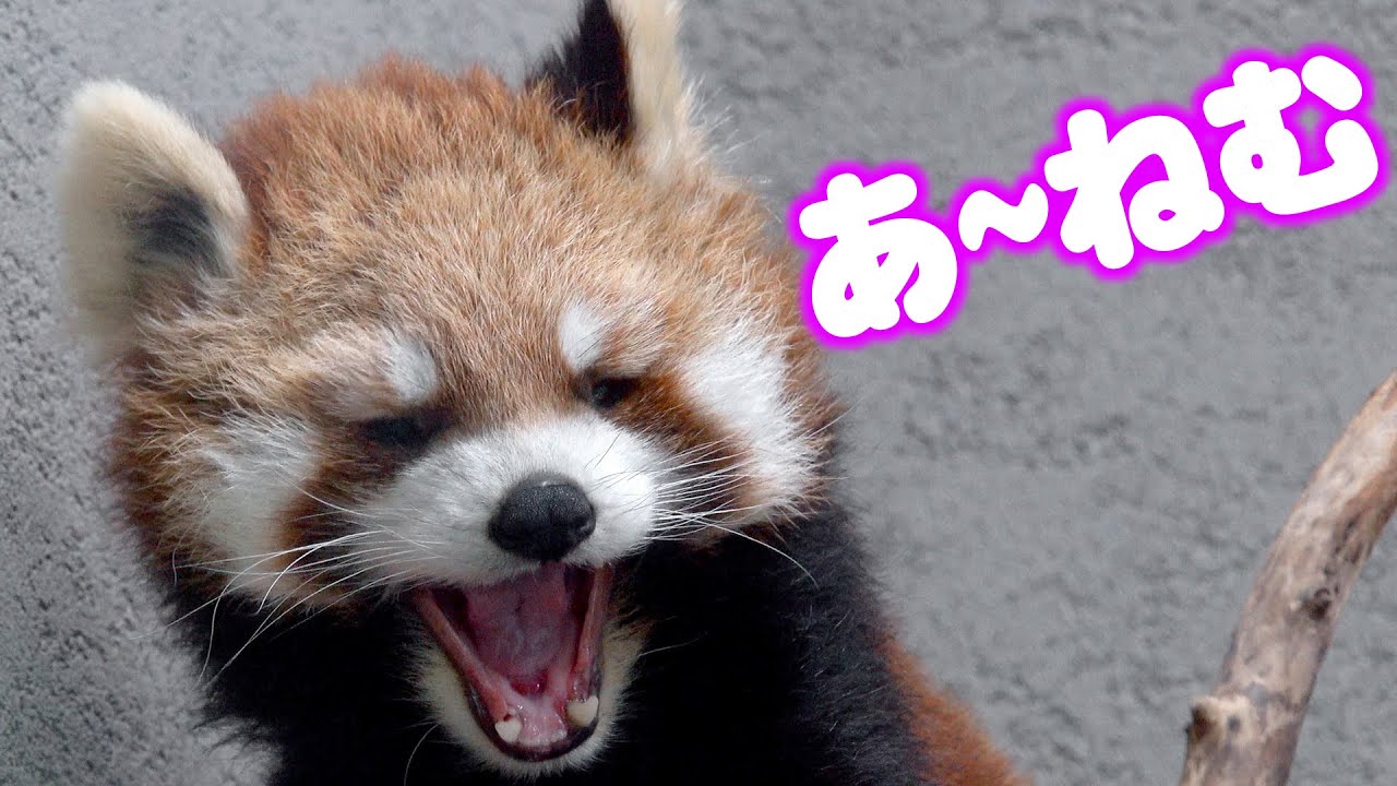 【円山動物園のレッサーパンダ】快適ネムネム生活（ココ）　Red Panda COCO at Maruyama Zoo