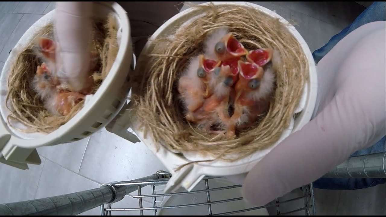 Pulli: Perché anellare i Canarini - Giuseppe Albergo