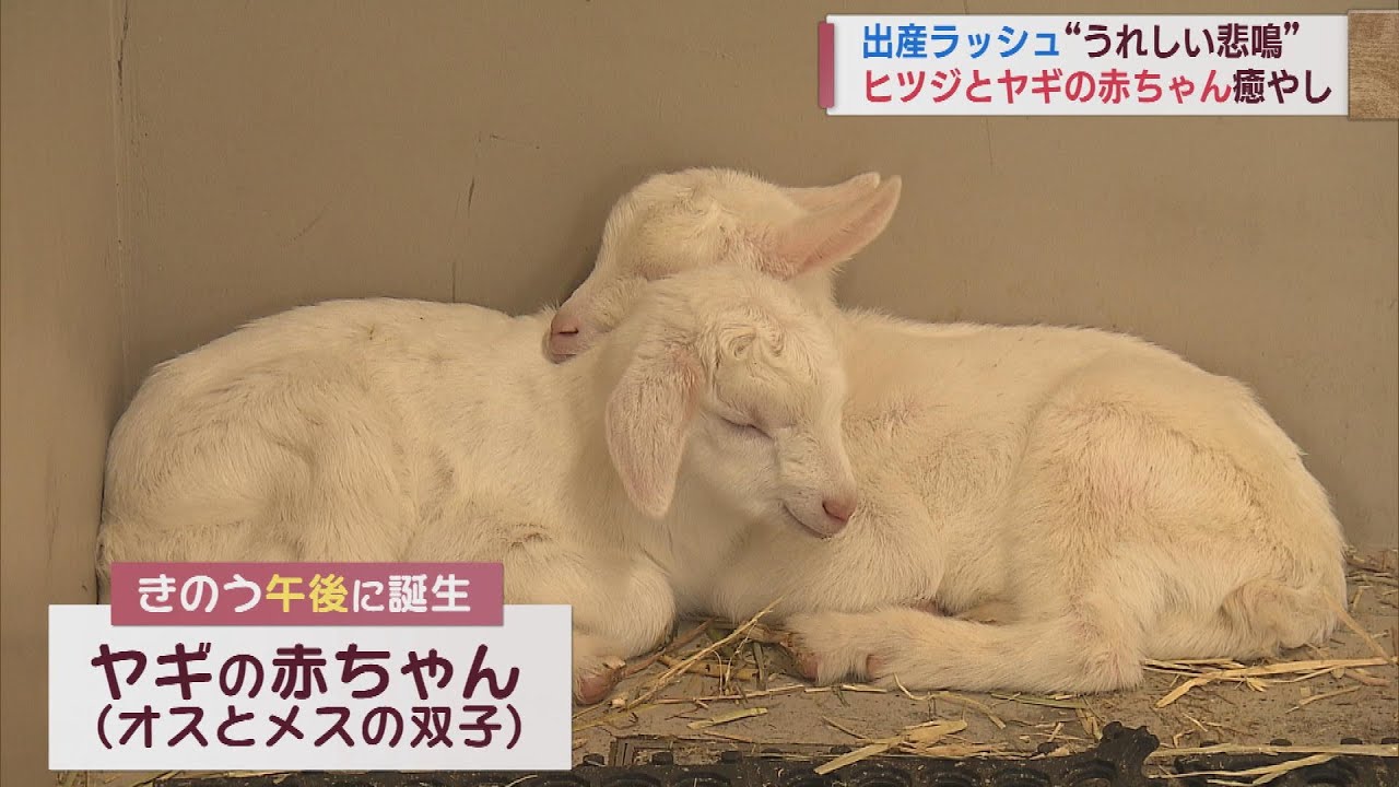春はベビーラッシュ！今だけの姿も ヒツジとヤギの赤ちゃんが大人気 　スーパーJにいがた4月6日OA