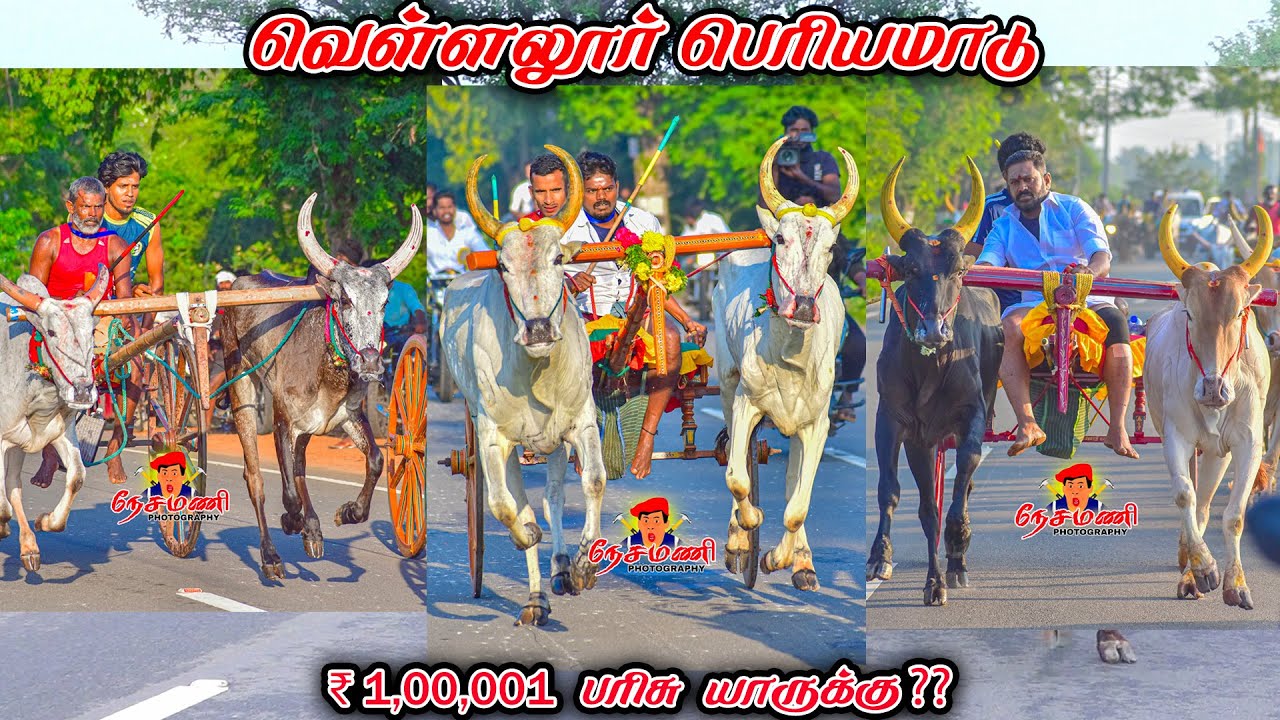 மதுரை மாவட்டம் வெள்ளலூர் பெரியமாடு 1லட்சரூபாய் பந்தயம் நேரலை