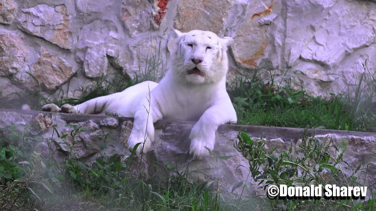 Africa Zoo Animals - Stripeless White Bengal Tiger 4K