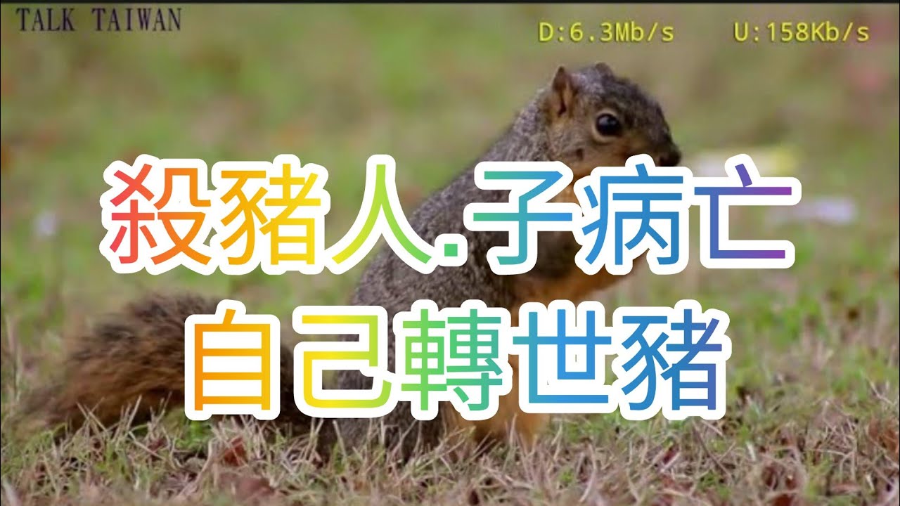 【Talk Taiwan】(傳奇因果)33.殺豬人來世報.子病亡.自身轉世豬.#因果，#佛，#傳奇因果