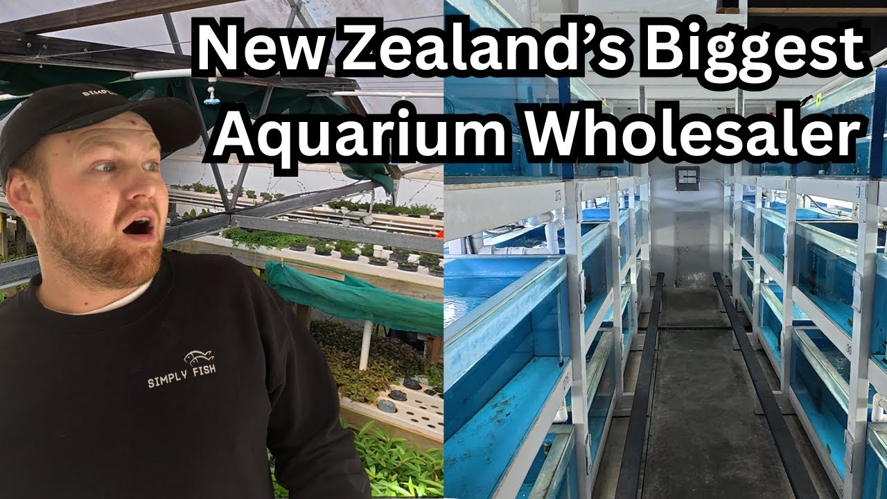 INSIDE NZ’s Biggest Aquarium Supplier 🐟 | Catching Fish, Picking Plants & Behind the Scenes Access!