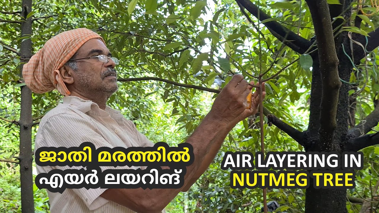 ജാതി മരത്തിൽ എയർലയറിങ് ചെയ്യുന്ന വിധം  #AIRLAYERING IN #NUTMEGTREE