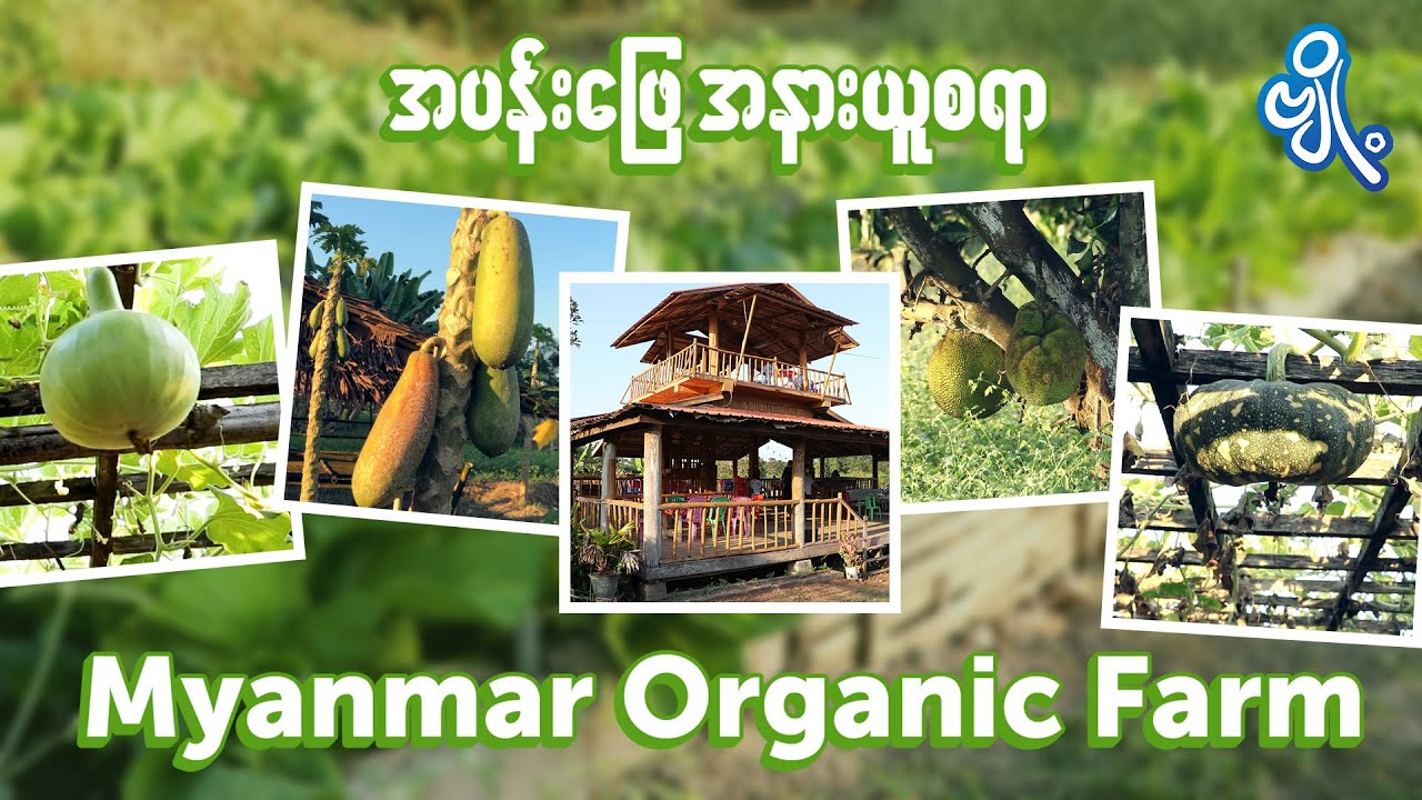 အပန်းဖြေ အနားယူစရာ Myanmar Organic Farm Teaser