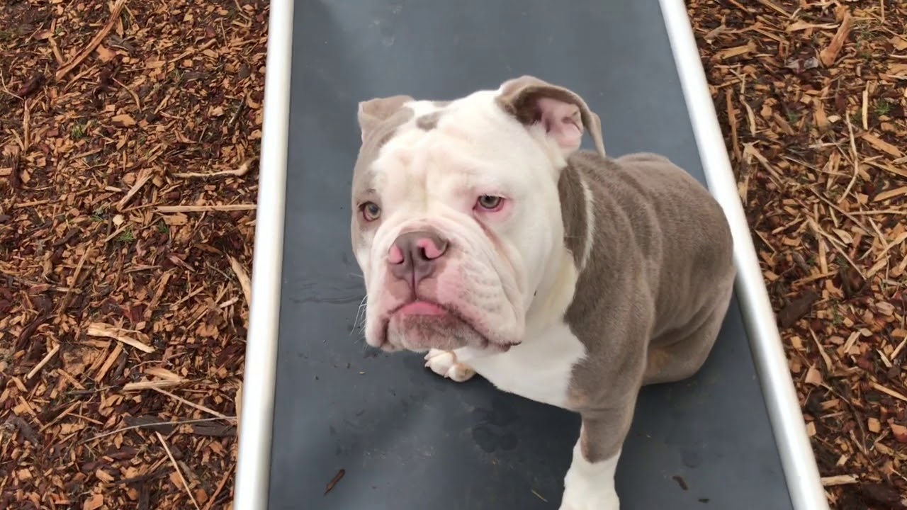 Buddy The Olde English Bulldog Puppy in Training with Adrienne Mesko