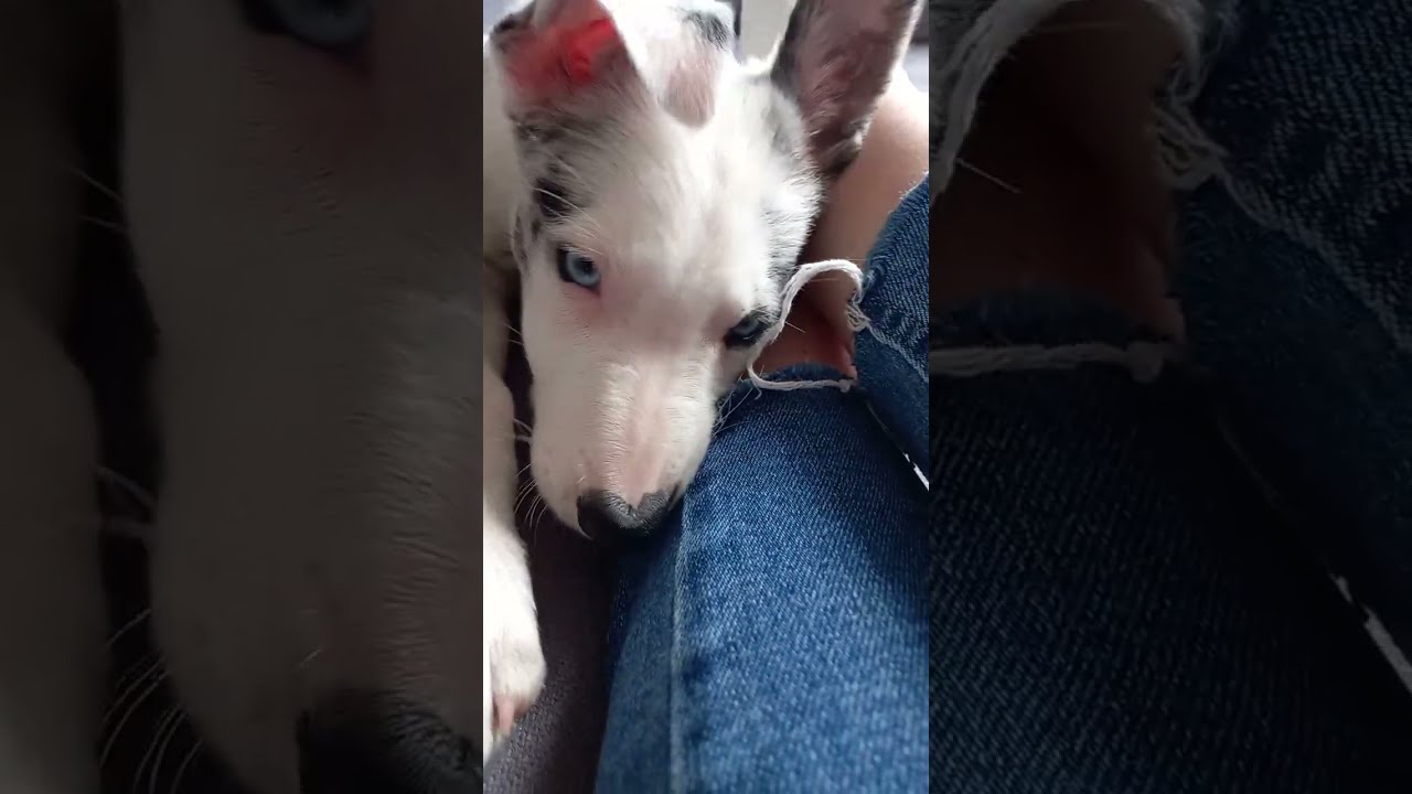 Cute Puppy Noms Jeans #shorts