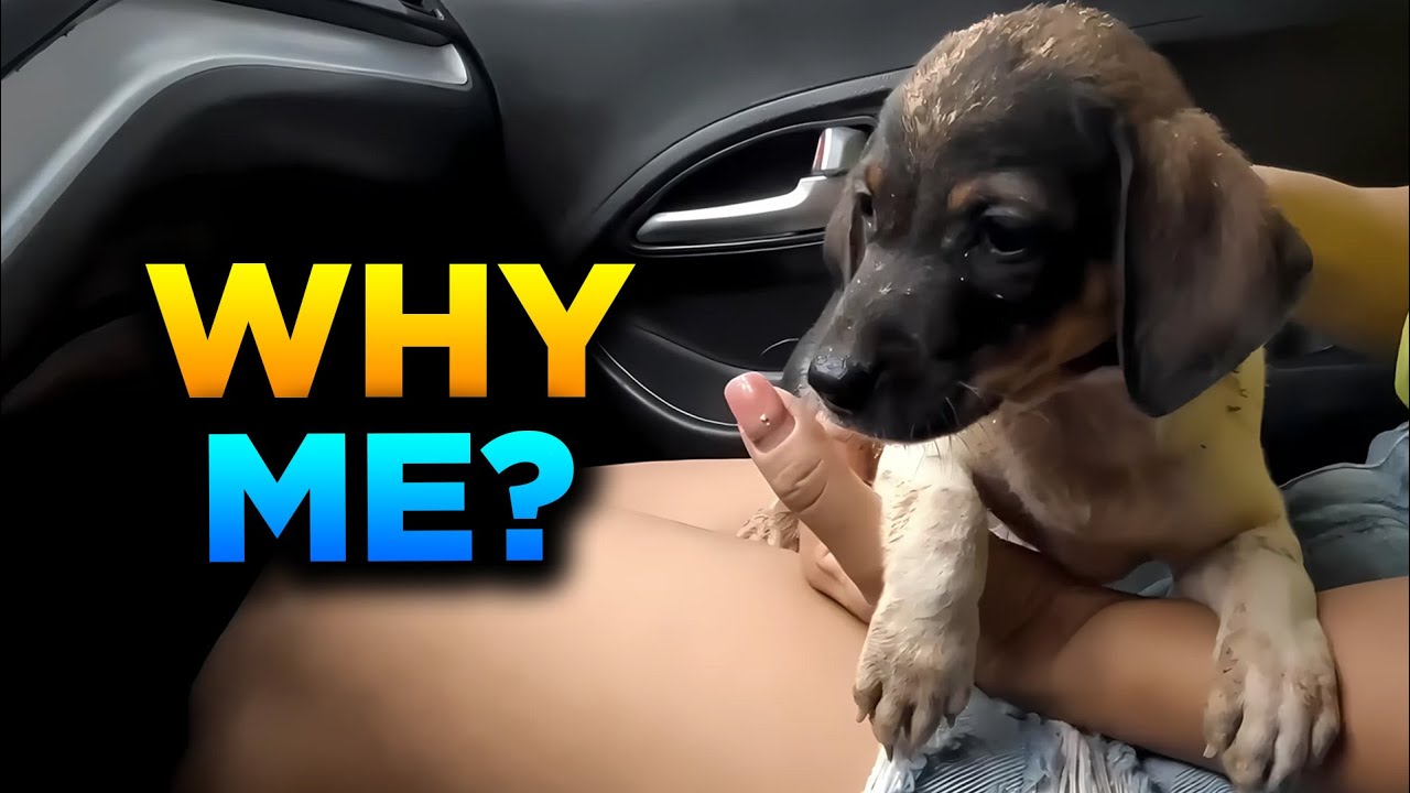 Homeless Puppy Finds Love and a Forever Home | Heartwarming Rescue Story