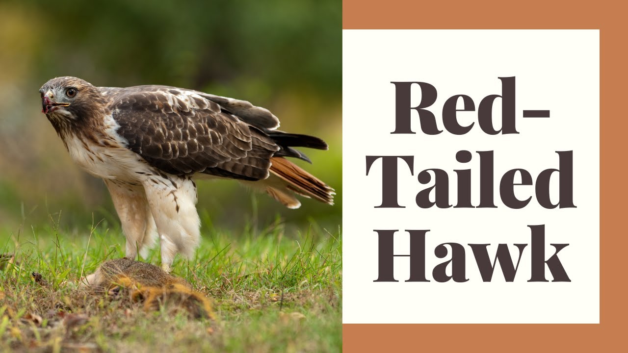 All About The Red Tailed Hawk