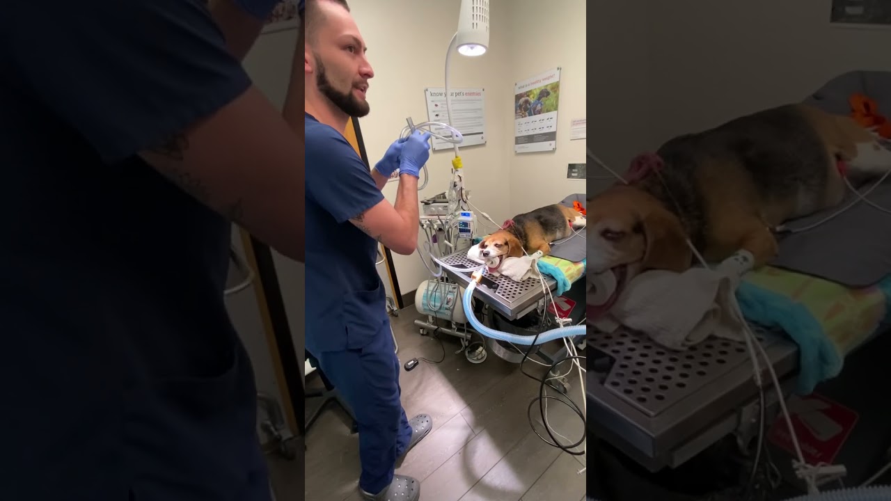 Skill 13. Orogastric Intubation on a canine.