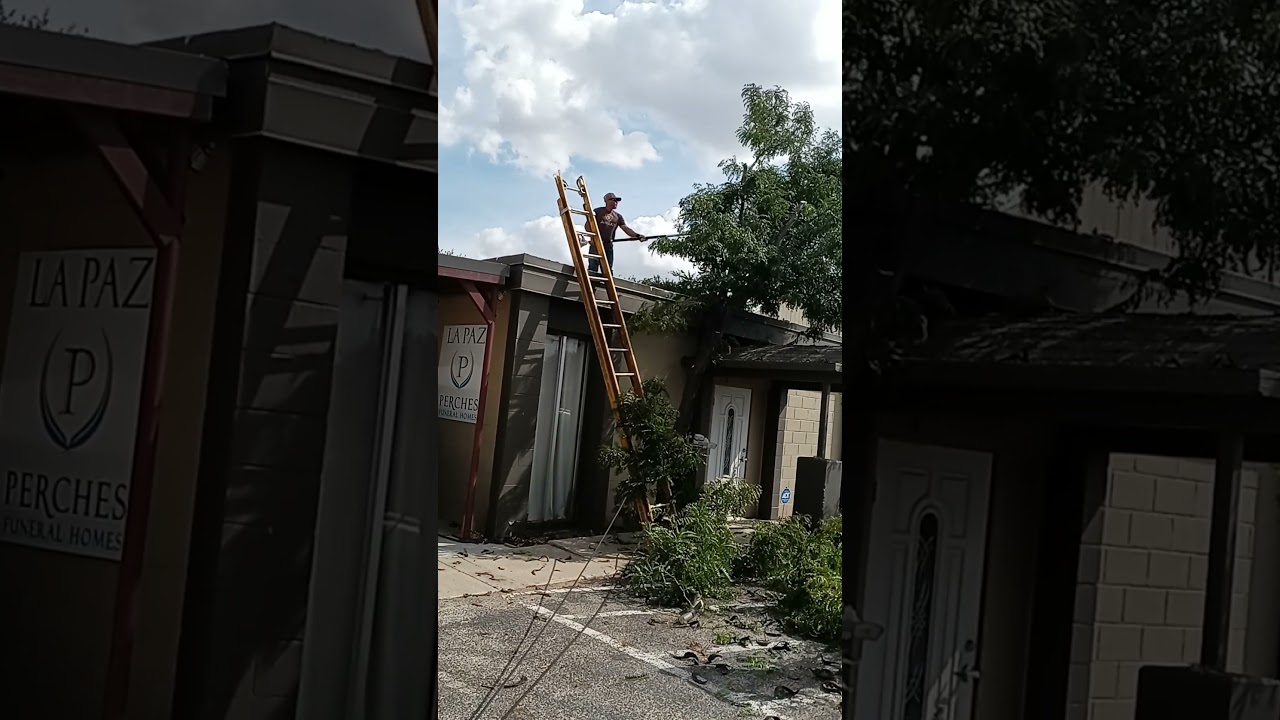 Salais Tree Removal