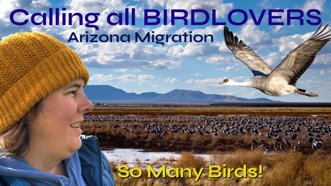 [ARIZONA] Whitewater Draw Wildlife Area ~ Thousands of migrating Sandhill Cranes.