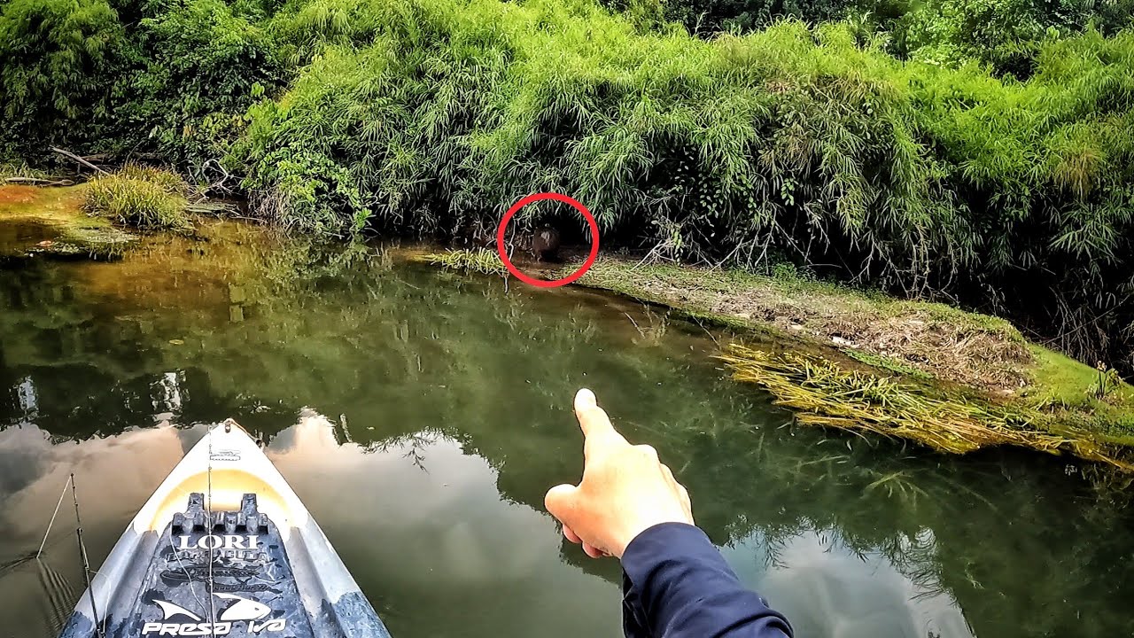 SUA MAIOR ARMA É A CAMUFLAGEM, E ELE SABE MUITO BEM DISSO... TENHA OLHOS SEMPRE ATENTOS!!! Pescaria.