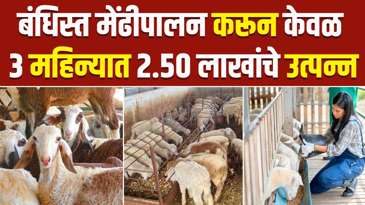 बंधिस्त मेंढीपालन 3 महिन्यात घेतात एवढे उत्पन्न | Sheep Farming Business | Goat Farming