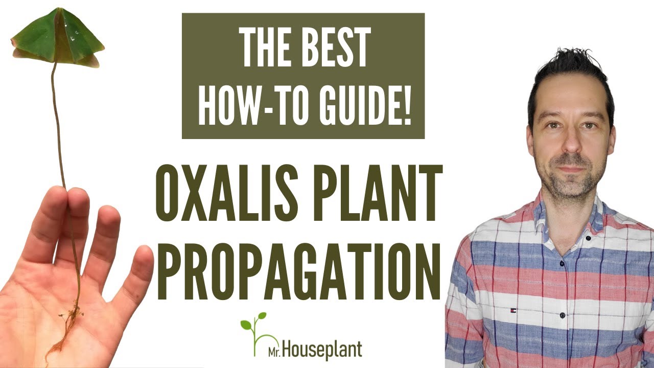 Размножение растения Oxalis (лучшее практическое руководство)