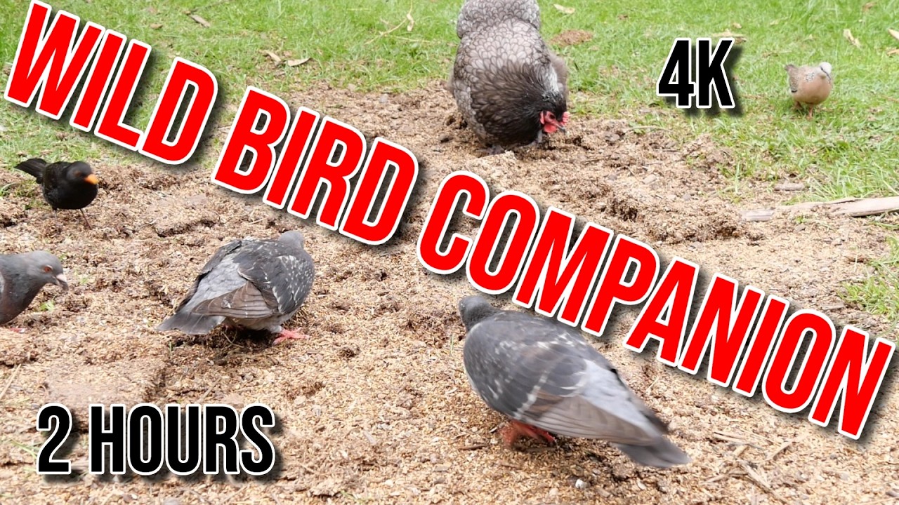 Wild Bird Companion with Cockatiel Sounds (TV for Cats)
