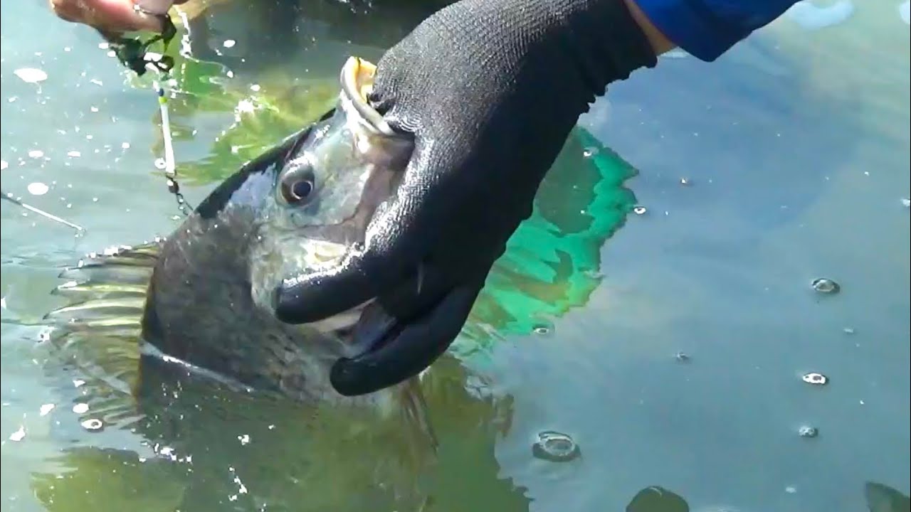 Gak bakal nyangka..! Mancing hari ini dapat sebesar ini 