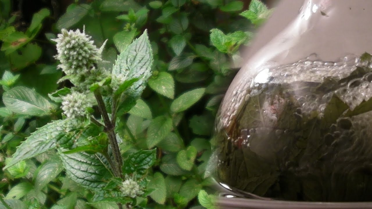 Steam distillation of peppermint