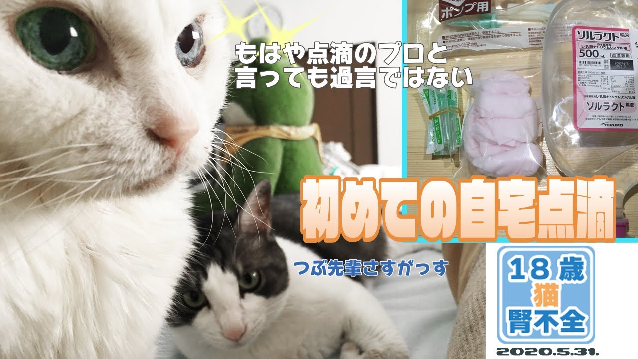 自宅での点滴に初挑戦|　猫腎不全闘病記20200531