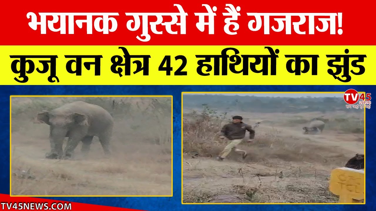 Ramgarh में गजराज का भयानक आतंक, 42 हाथियों का झुंड ने 24 घंटे में 4 लोगों की ली जान