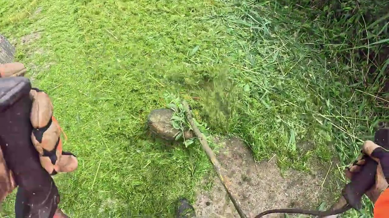 Satisfying Reed bed maintenance with Stihl FS460 strimmer