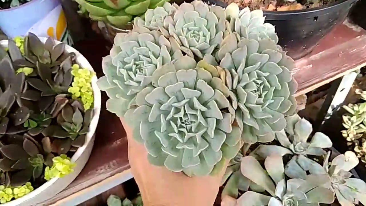 Bacias de suculentas 🥰❣️❣️#suculentas #arranjofloral #foryourpage #fy  #fyp #foryou #arranjofloral 