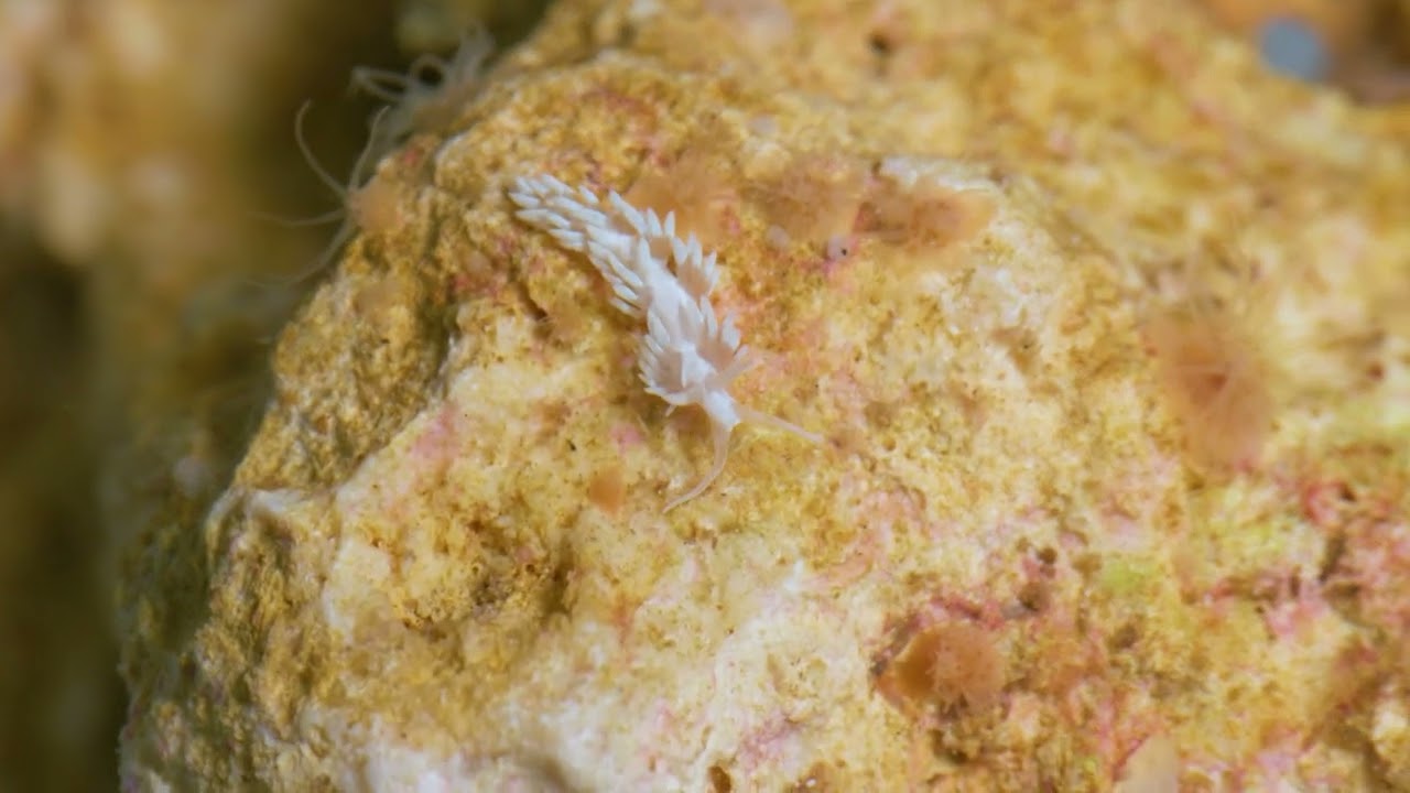 Using Tiny Sea Slugs to Clean Up Our Largest Exhibit!
