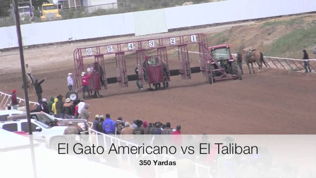 GATO AMERICANO VS TALIVAN