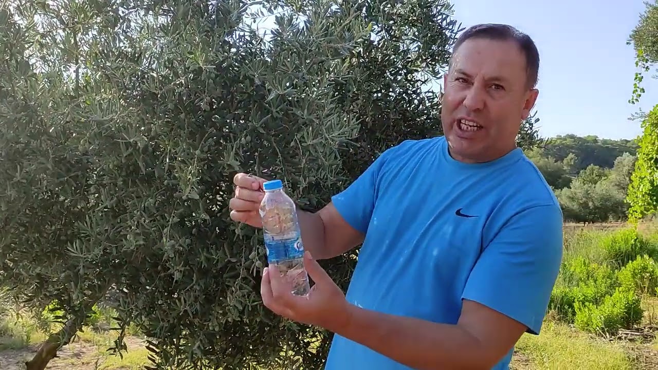 ZEYTİN SİNEĞİ MÜCADELESİ