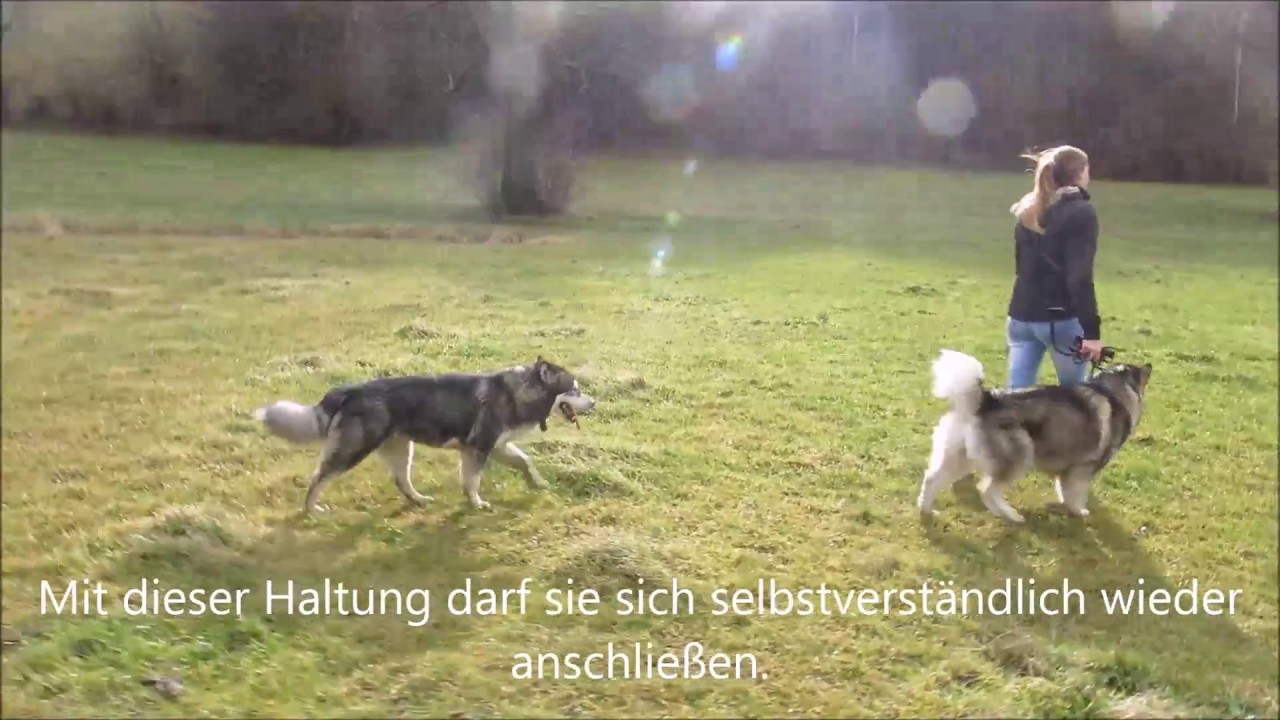 Hundeerziehung: Antijagdtraining, Freilauf Malamute